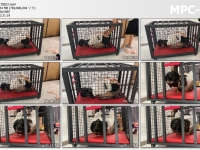 涵涵特辑_K9狗笼调教 开口器+流口水+镣铐+铁链固定+黑丝+丁字裤+SP